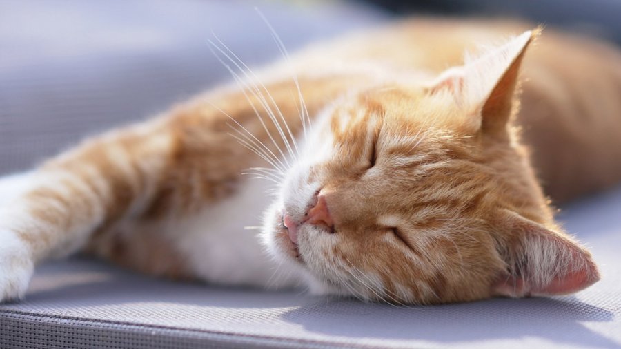 light brown cat lying