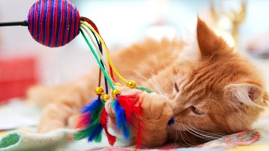 Rode kat speelt met kattenspeeltje