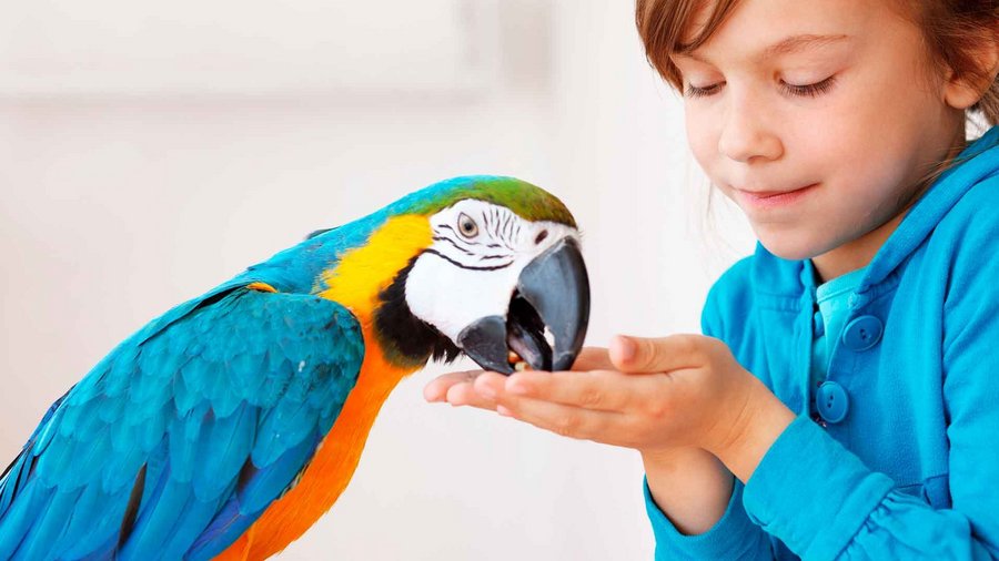 pueden los perros enfermarse por la caca de los pájaros