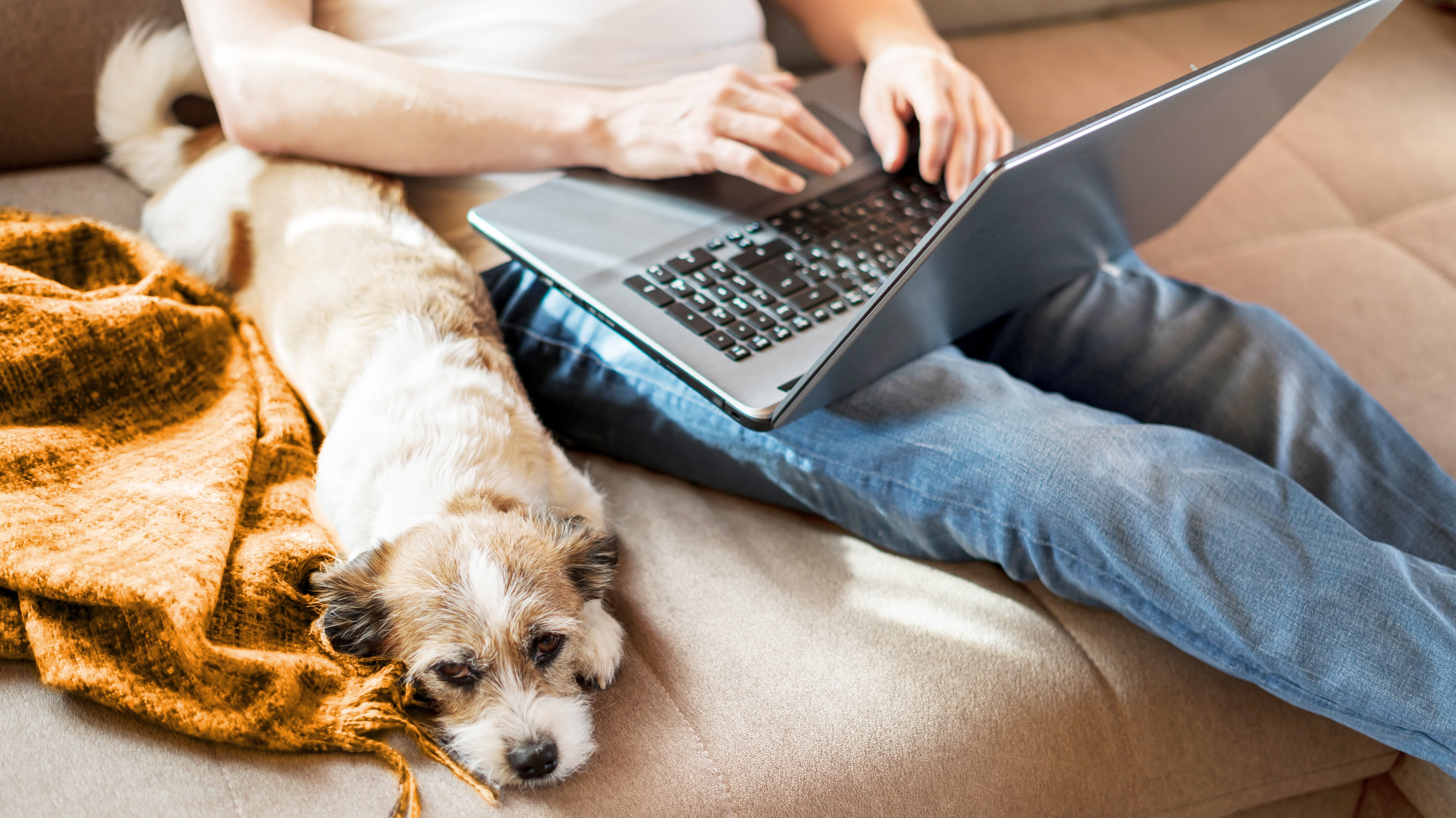 Hund mit Herrchen auf dem Sofa, Laptop auf den Beinen