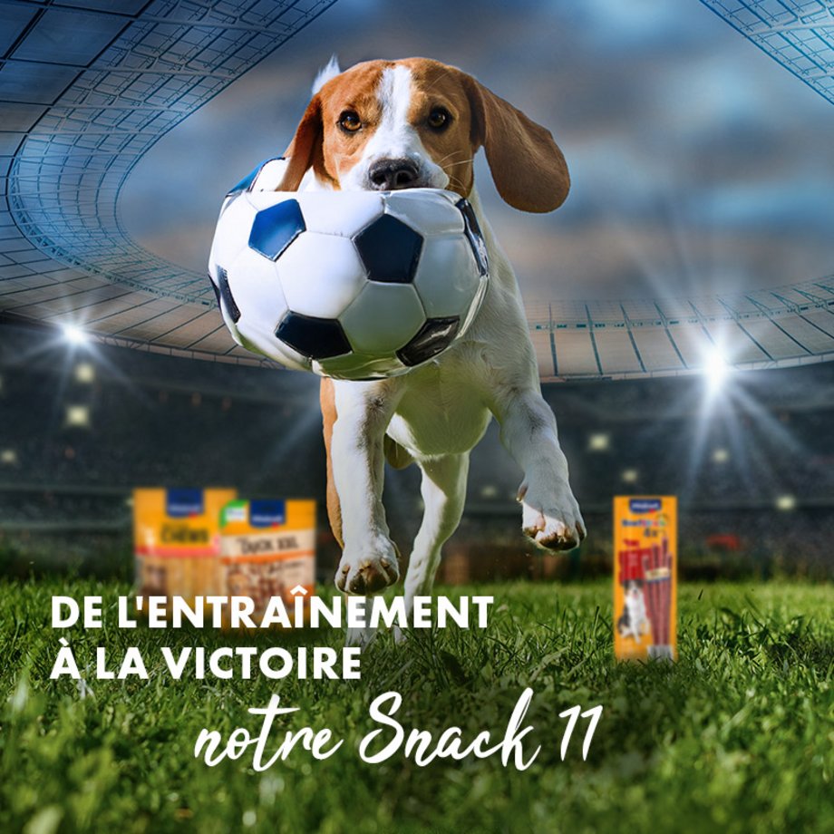 Hund im Stadion mit Ball im Mund und Snacks von Vitakraft im Hintergrund