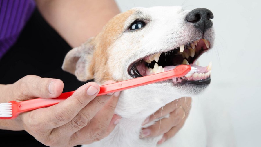 Hoe verzorg je het gebit van je hond
