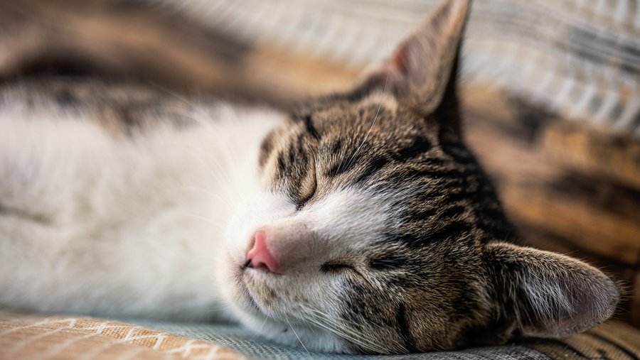 Grijs witte kat slaapt