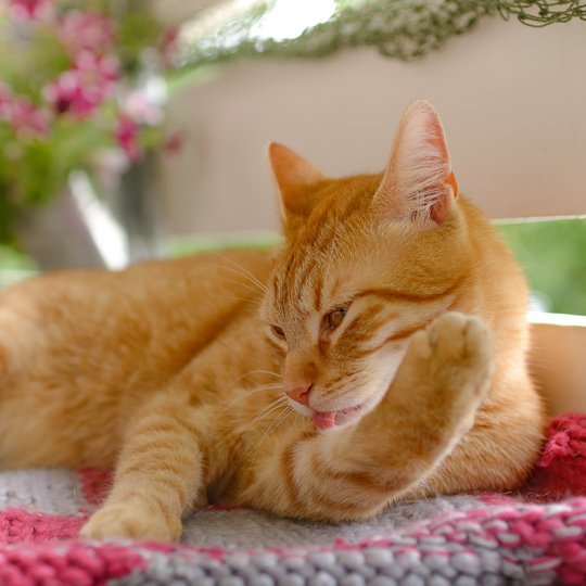 Rot-getigerte Katze liegt draußen auf der Terasse auf einer rot-weißen Decke