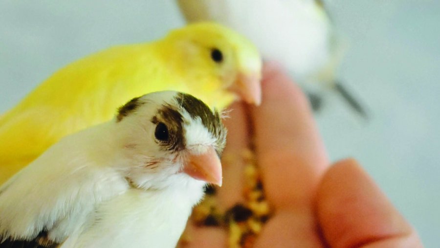 Twee kanaries zittend op één hand