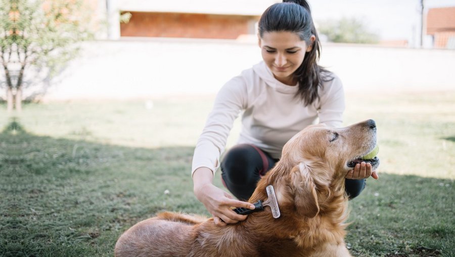 Vrouw borstelt haar hond