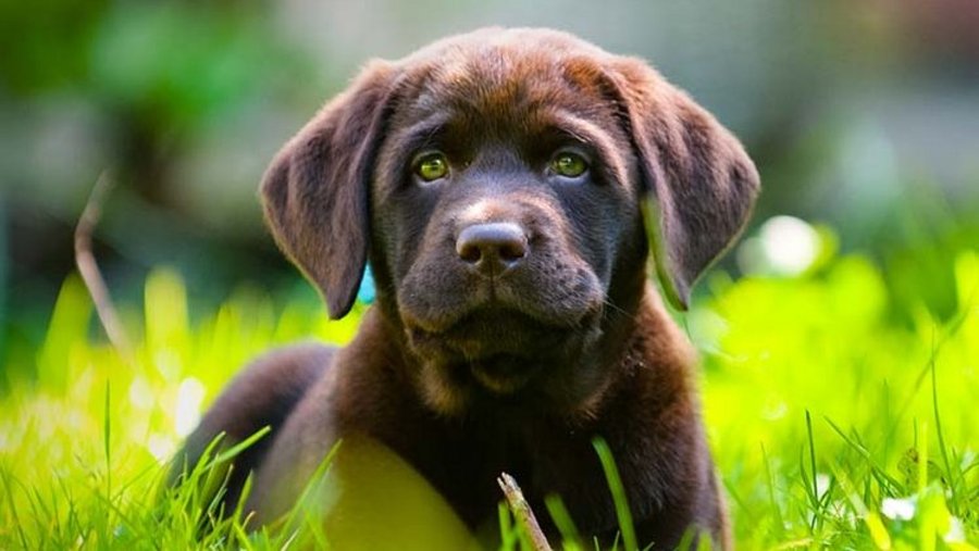 Jonge bruine Labrador puppy ligt in het groene gras en kijkt aandachtig in de camera