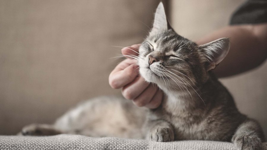 Cat is stroked on the head
