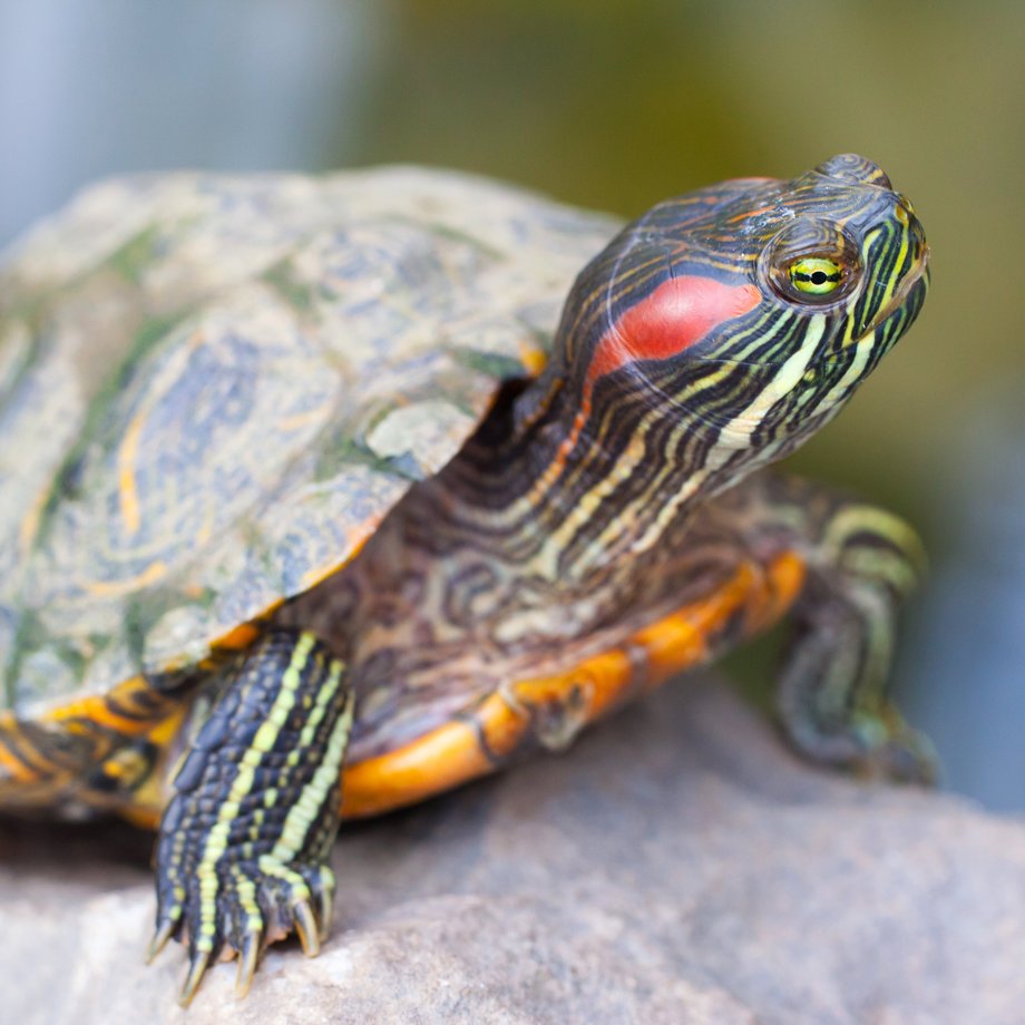 Wasserschildkröte auf Stein 