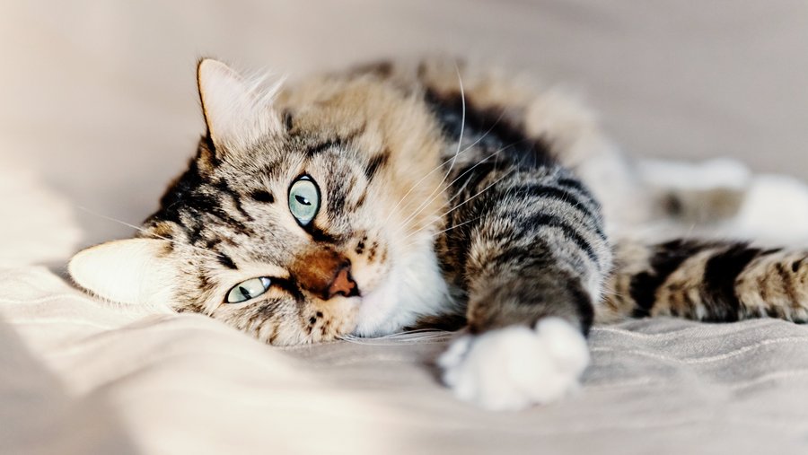 Grijze witte kat liggend op een witte deken