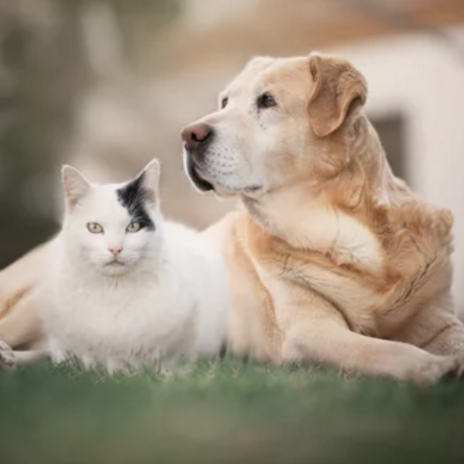 Beiger Hund und weiß-schwarze Katze sitzen gemeinsam auf dem Gras