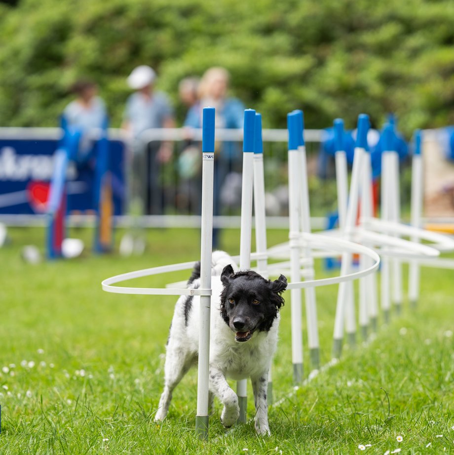 Dog Agility