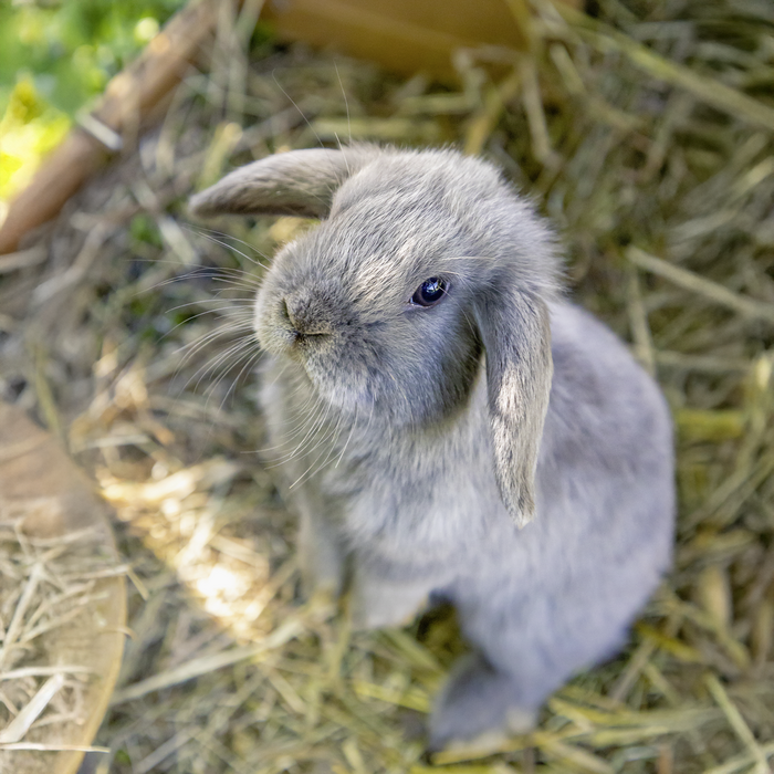 Nager Bonbinos Snack