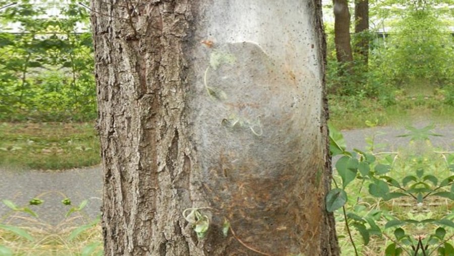 een boom met geschilde bast