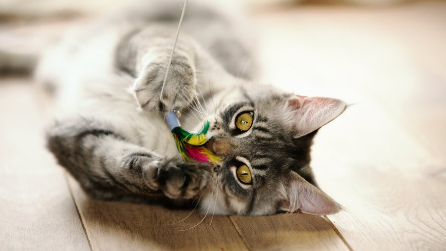 Grijze kat ligt op de grond met speelgoed