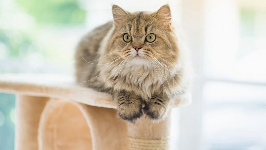 Katze liegt auf einem Kratzbaum