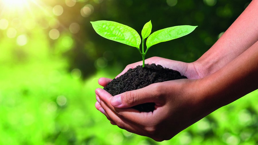 Bodem en plant in de handen van de natuur