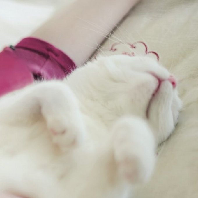 Frau in pink Pullover und eine weiße Katze liegen und schlafen
