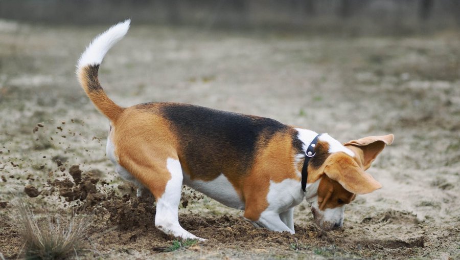 Een bruine, witte en zwarte hond graaft in de modderige grond
