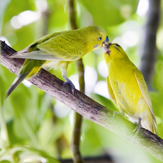 Zwei Wellensittiche schnäbelnd im Blätterwald