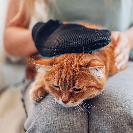 Rot-getigerte Katze liegt auf dem Schoss einer Frau und wird von ihr mit einem Handschuh gekämmt