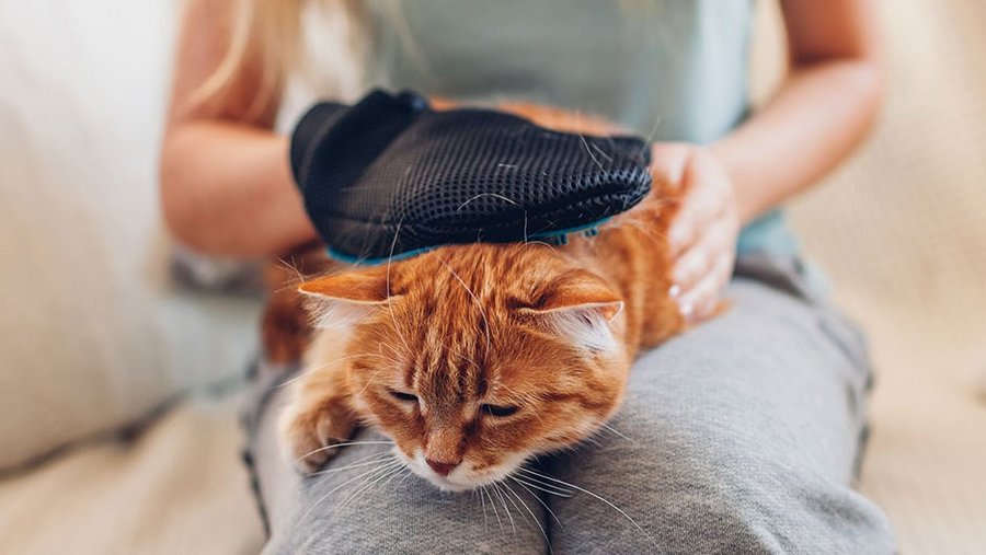 Rot-getigerte Katze liegt auf dem Schoss einer Frau und wird von ihr mit einem Handschuh gekämmt