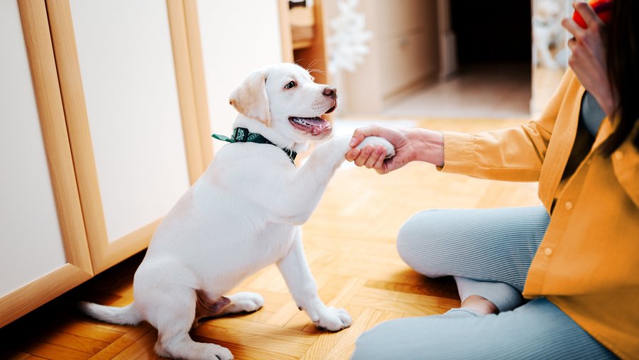 Hund gibt Pfötchen