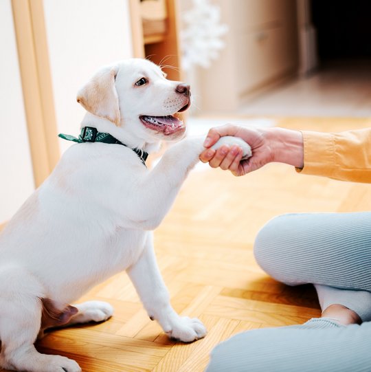 Hund gibt Pfötchen