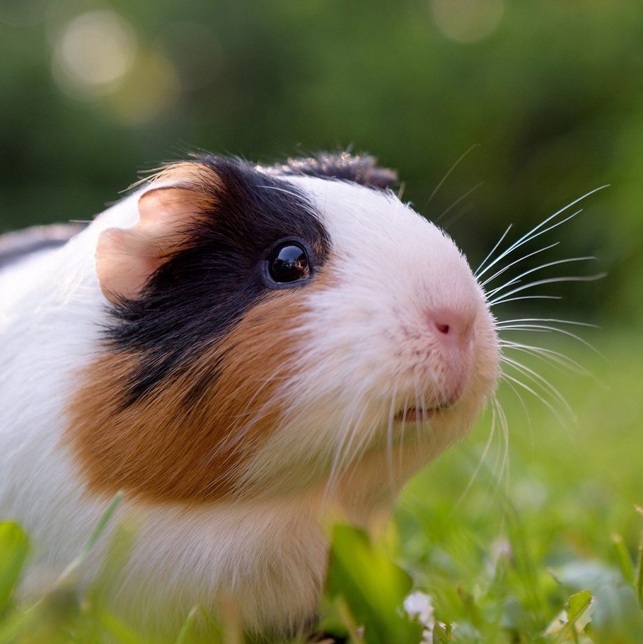 Wit zwart bruin gevlekte cavia in het groen