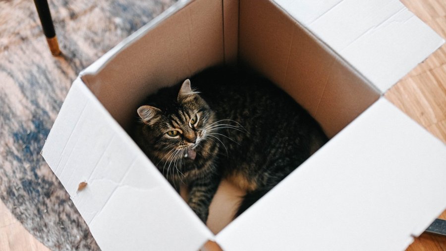 Donkere kat zittend in een kartonnen doos