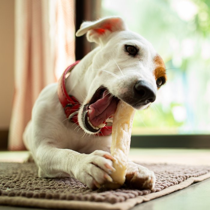 Weißer Hund liegt auf dem Boden mit einem Chews Kausnack