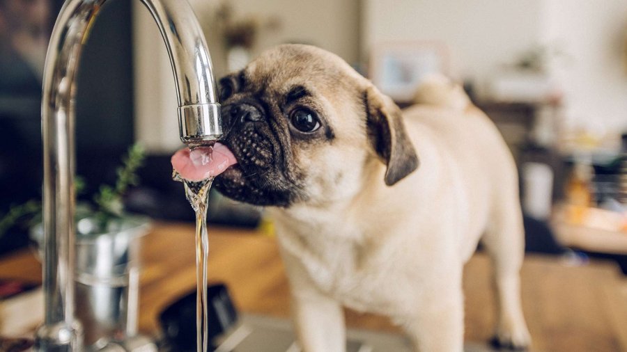 qué causa la deshidratación del perro