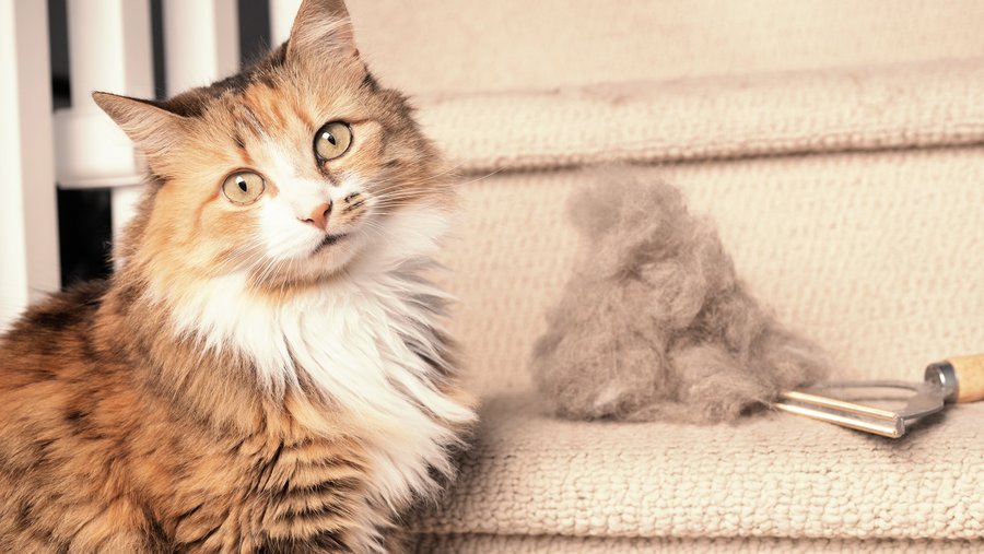 Bruine en witte kat zit op een trap naast een haarbal