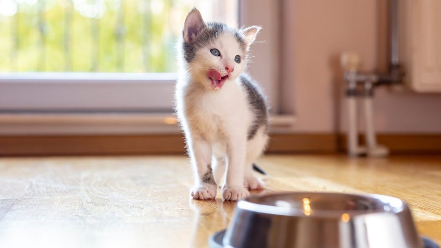 Kleine witte en zwarte kat voor een kom