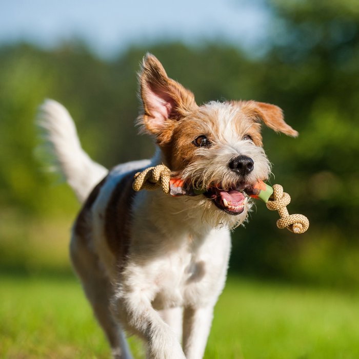 Braun-weißer Hund mit Stock im Mund läuft über eine Wiese
