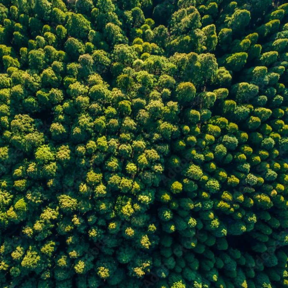 Wald von oben.