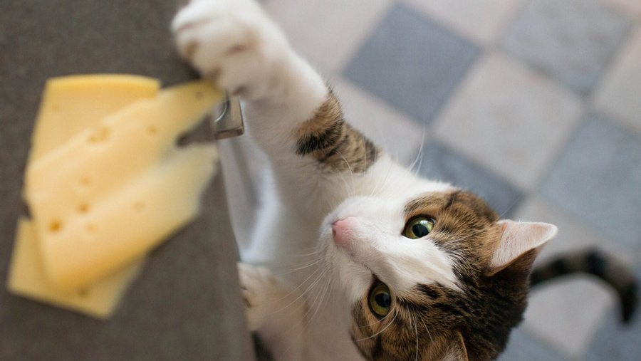 Wit met bruine kat grijpt naar de kaas op het aanrecht