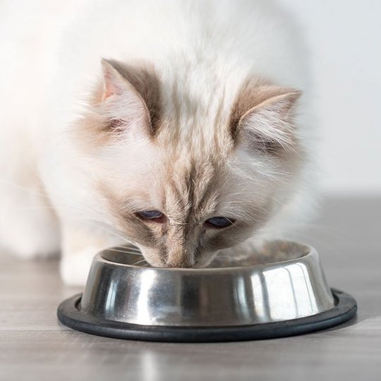 Weiße Katze frisst aus einem silbernen Futternapf