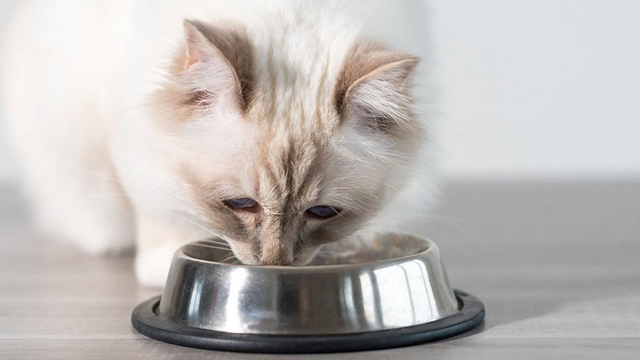 Weiße Katze frisst aus einem silbernen Futternapf