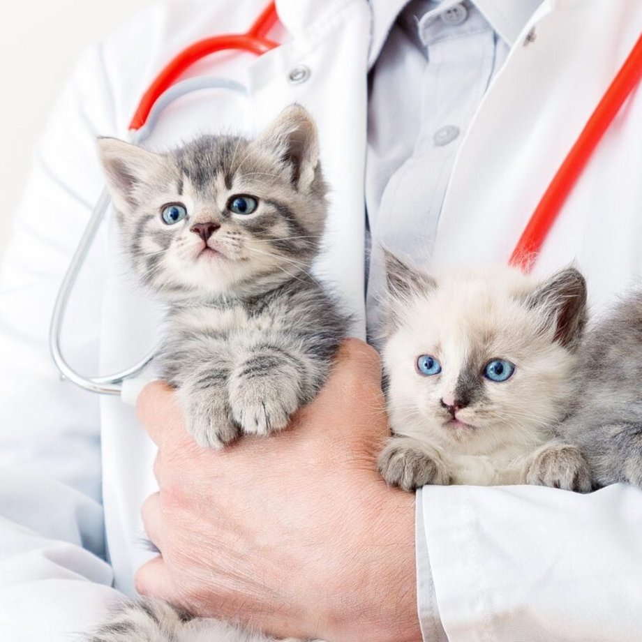 Drie katten op de arm van een dierenarts