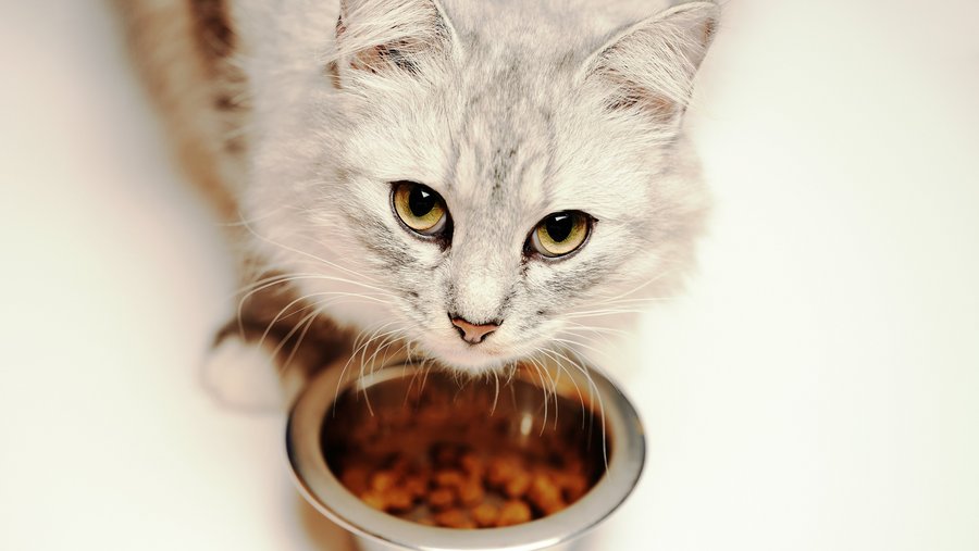 lichtgrijze kat voor een voerbak, omhoog kijkend