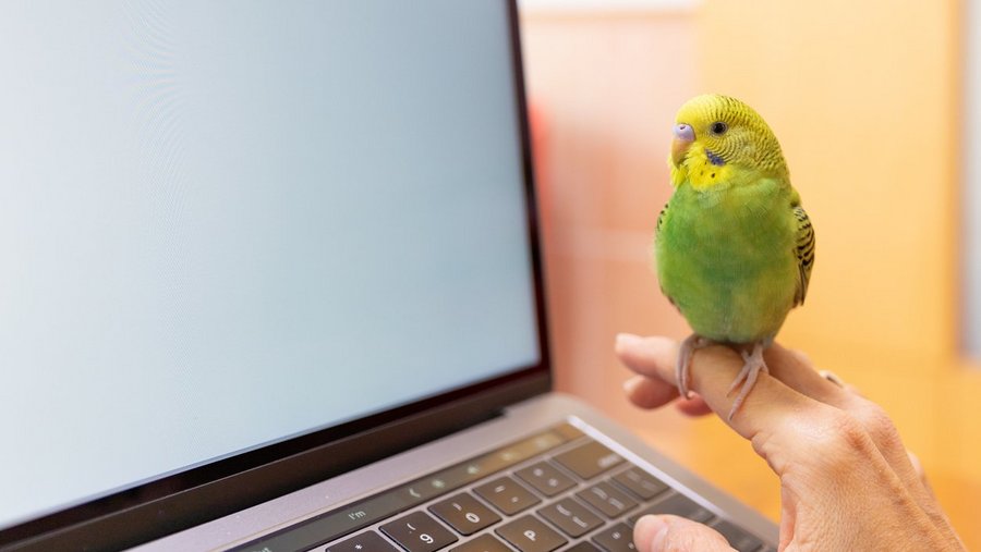 Grün-gelber Wellensittich auf der Hand sitzend, vor einem Laptop