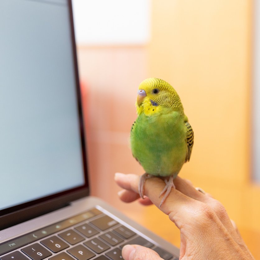 Grün-gelber Wellensittich auf der Hand sitzend, vor einem Laptop