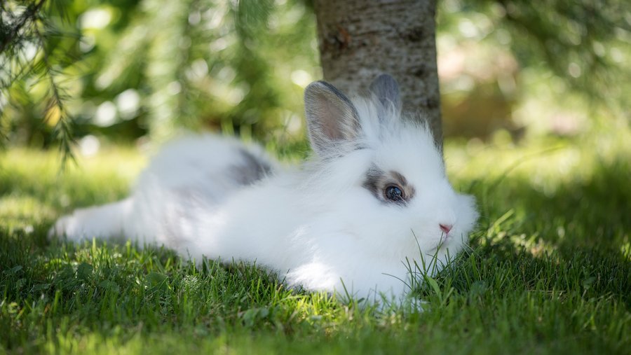 weißes Kaninchen liegt auf grüner Wiese