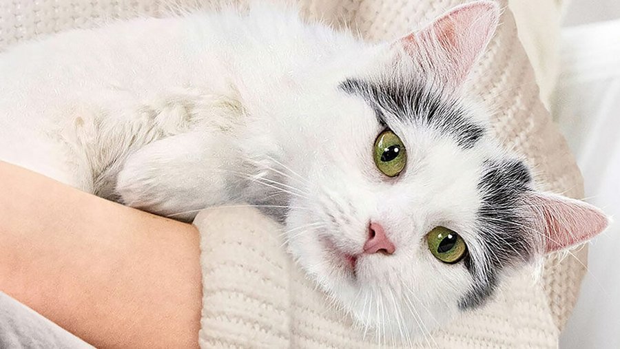 Weiße Katze liegt auf dem Arm eines Menschens