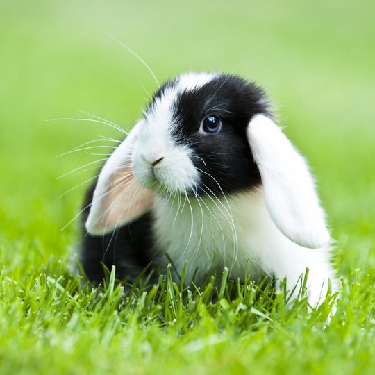 schwarz-weißes Kaninchen mit hängenden Ohren auf grüner Wiese