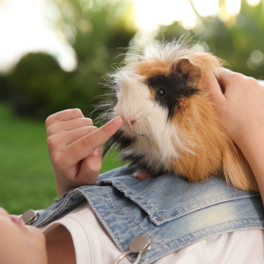 Langhaariges, dreifarbiges Meerschweinchen sitzt draußen, auf einem Kinderbauch und wird gehalten