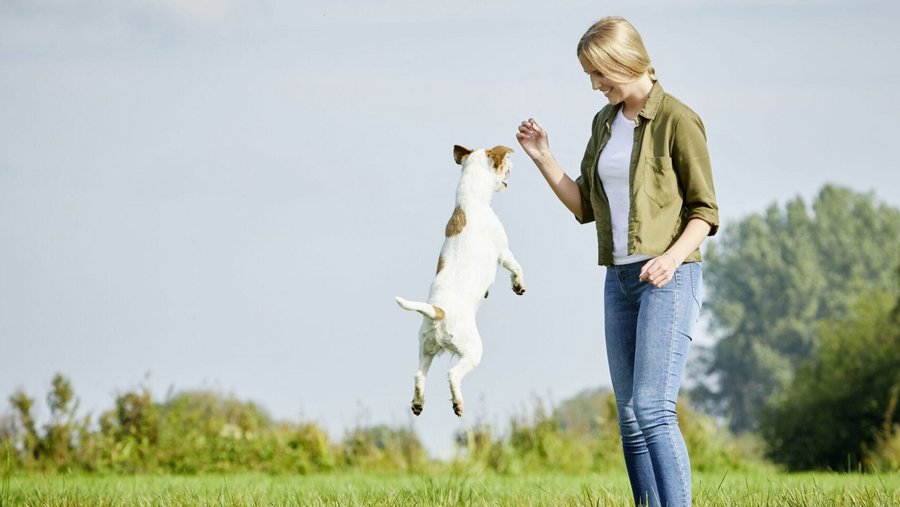 hond traint met Vitakraft