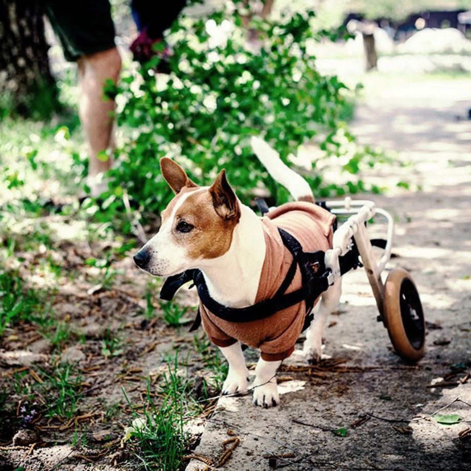 Hund mit Gehhilfe