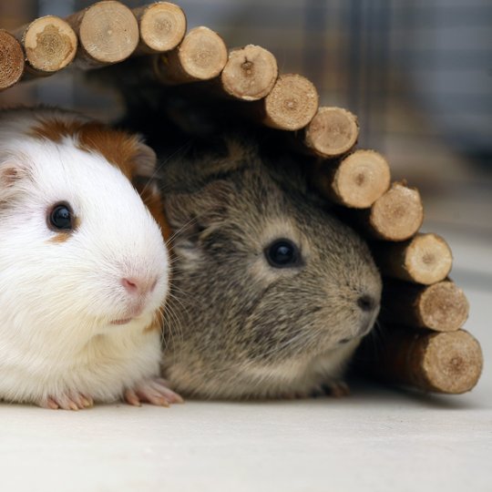 Zwei Meerschweinchen sitzen unter einer Nagerbrücke aus Holzästen.